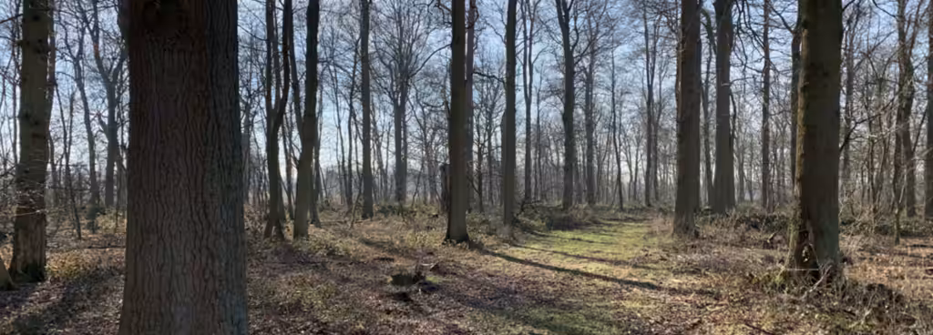 Tree Care In A Forest