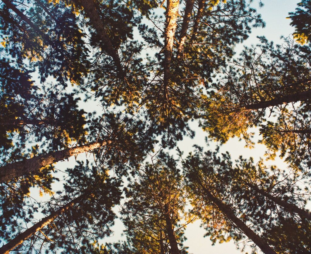 looking up view of trees from below